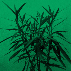 Cover art for Dance of The Kachinas by Winter In June