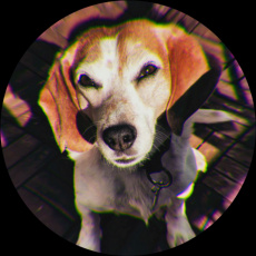 Cover art for More Alpha by Canine Surprise