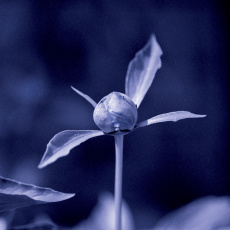 Cover art for Hui Gui by Unjin