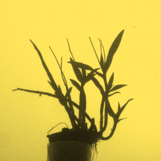 Cover art for Hoy by Javier Marimon